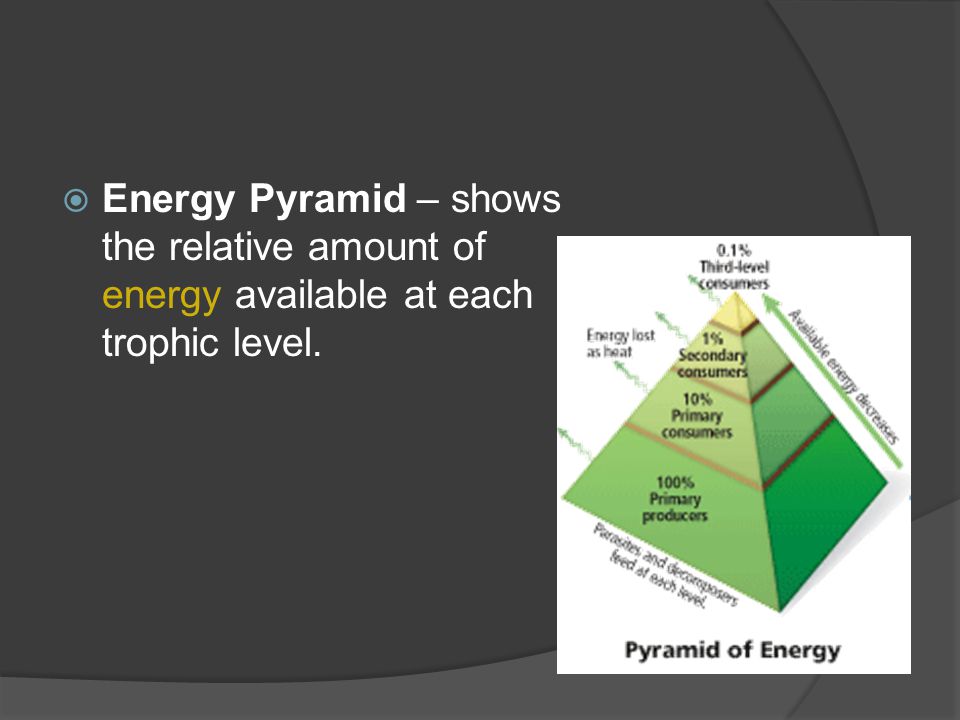  Energy Pyramid – shows the relative amount of energy available at each trophic level.