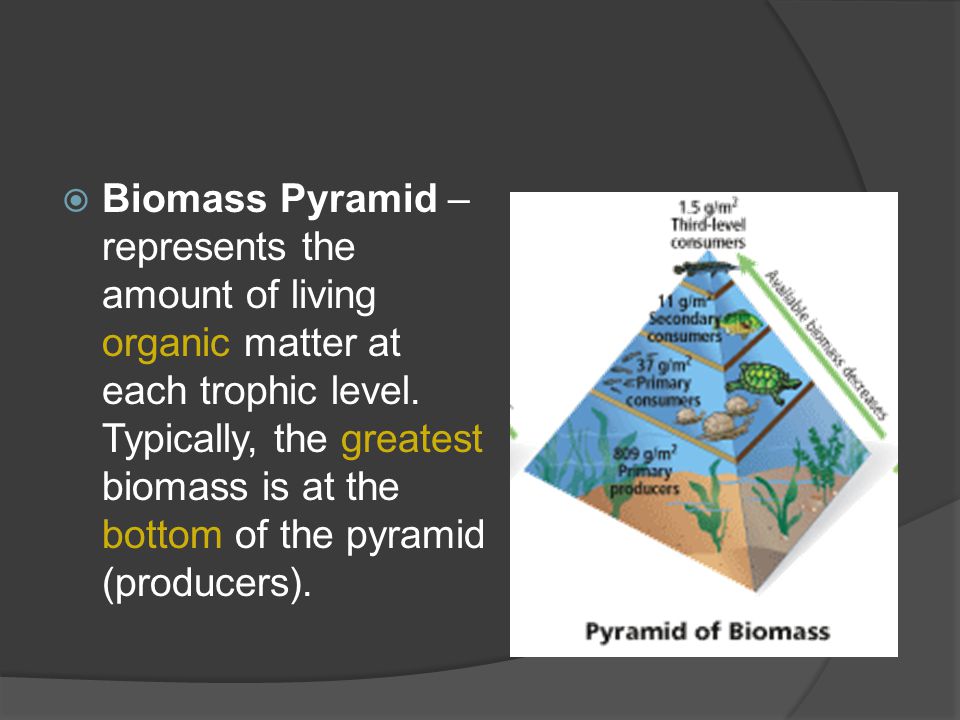  Biomass Pyramid – represents the amount of living organic matter at each trophic level.