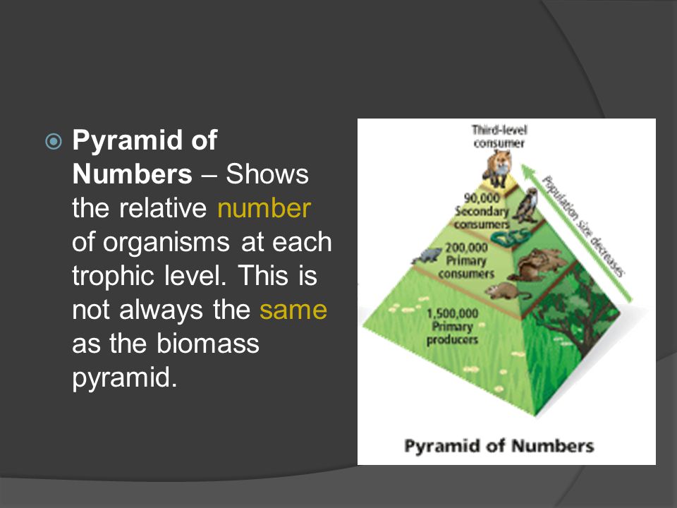  Pyramid of Numbers – Shows the relative number of organisms at each trophic level.