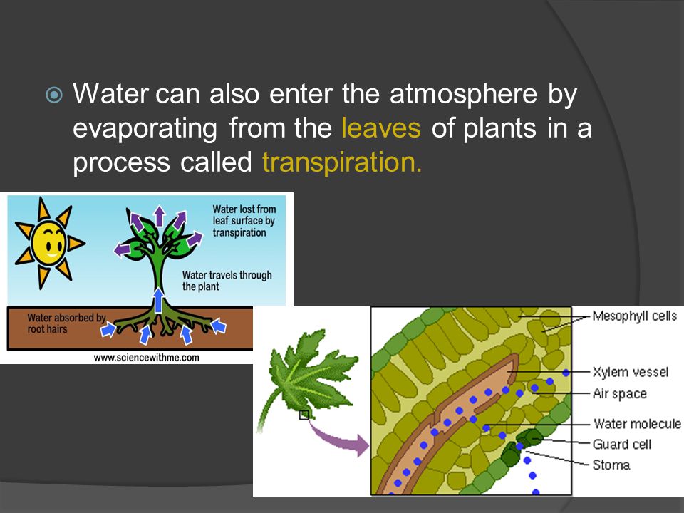  Water can also enter the atmosphere by evaporating from the leaves of plants in a process called transpiration.