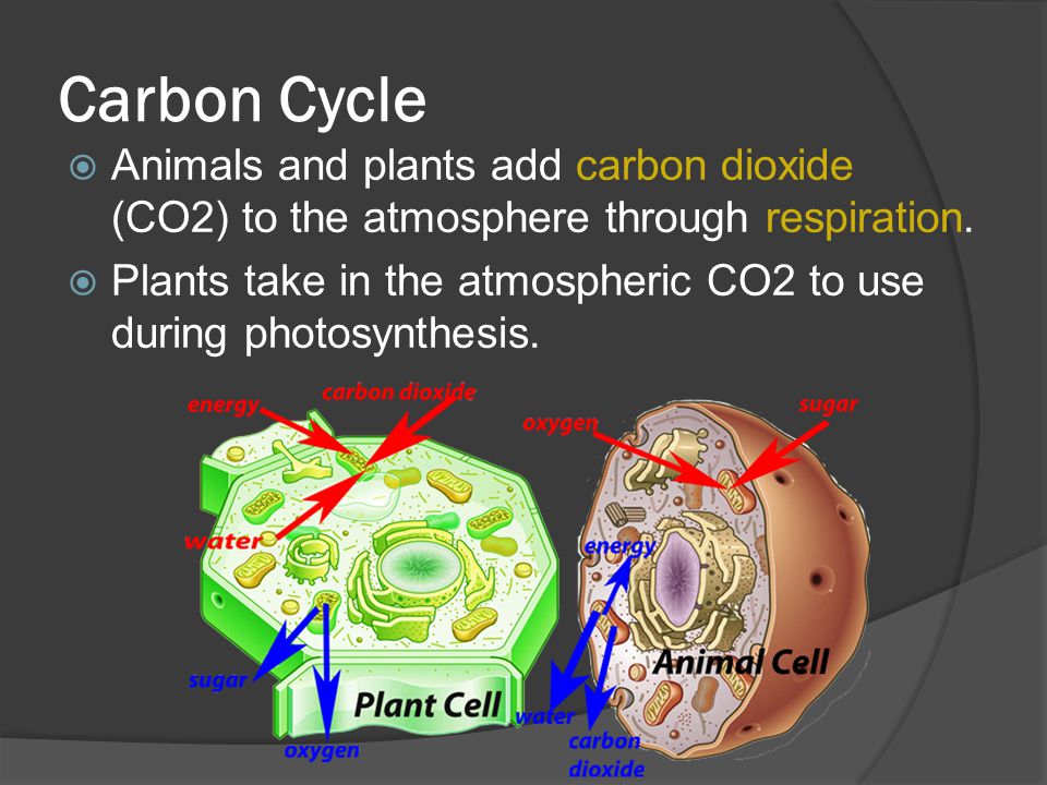 Carbon Cycle  Animals and plants add carbon dioxide (CO2) to the atmosphere through respiration.