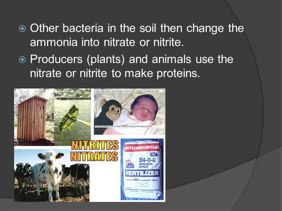  Other bacteria in the soil then change the ammonia into nitrate or nitrite.