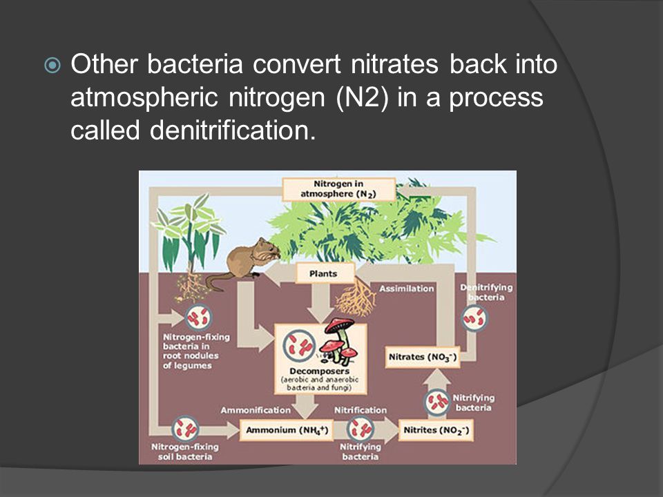  Other bacteria convert nitrates back into atmospheric nitrogen (N2) in a process called denitrification.