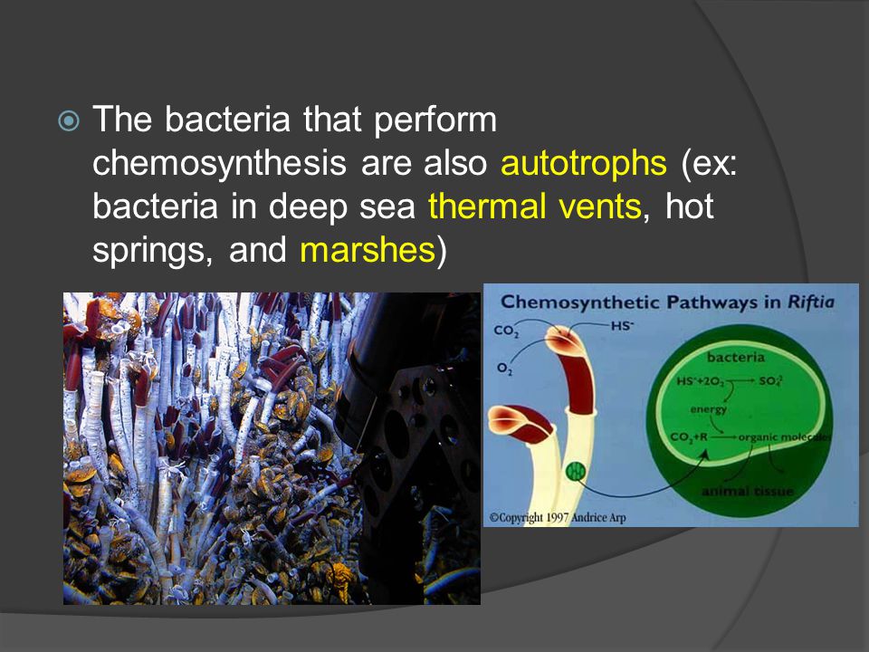  The bacteria that perform chemosynthesis are also autotrophs (ex: bacteria in deep sea thermal vents, hot springs, and marshes)