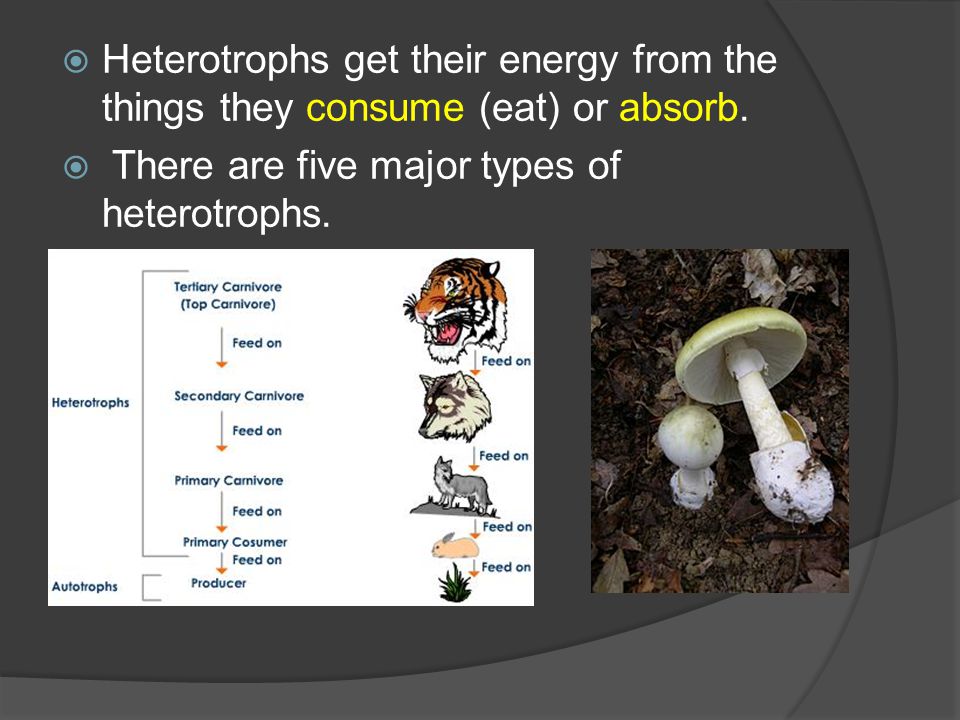  Heterotrophs get their energy from the things they consume (eat) or absorb.