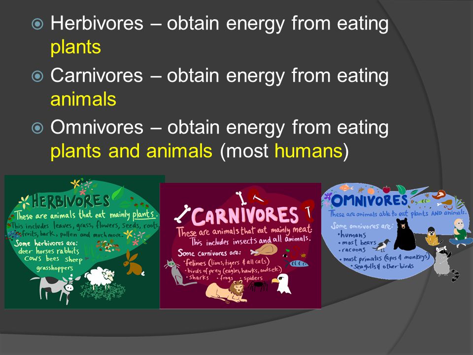  Herbivores – obtain energy from eating plants  Carnivores – obtain energy from eating animals  Omnivores – obtain energy from eating plants and animals (most humans)