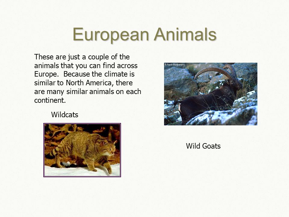 European Animals Wild Goats Wildcats These are just a couple of the animals that you can find across Europe.