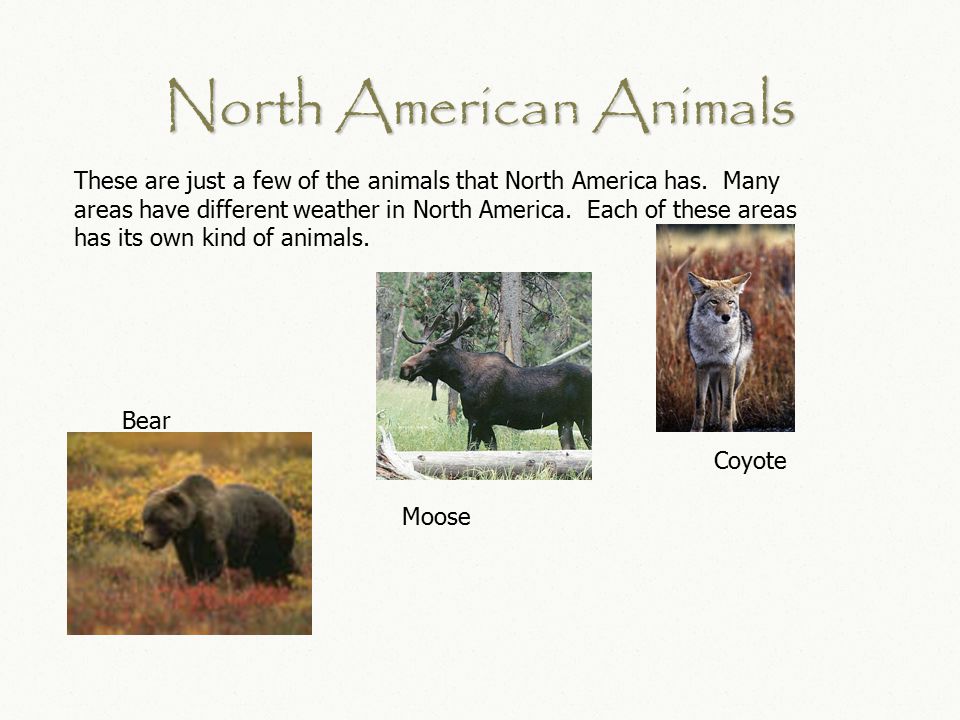 North American Animals Coyote Moose Bear These are just a few of the animals that North America has.