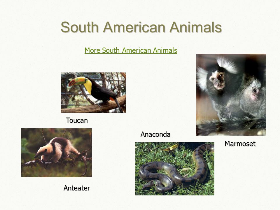 South American Animals More South American AnimalsAnteater Anaconda Marmoset Toucan