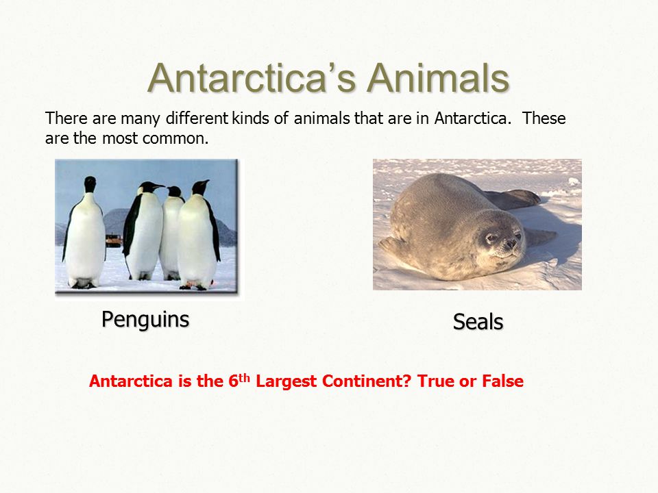 Antarctica’s Animals Penguins There are many different kinds of animals that are in Antarctica.