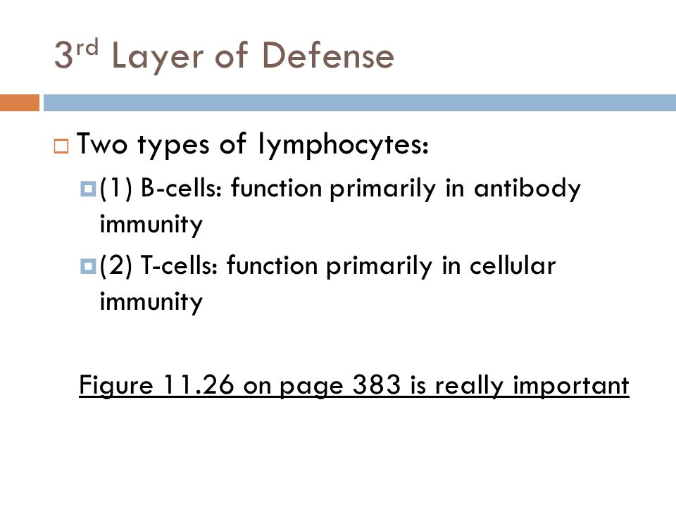 3 rd Layer of Defense  Two types of lymphocytes:  (1) B-cells: function primarily in antibody immunity  (2) T-cells: function primarily in cellular immunity Figure on page 383 is really important
