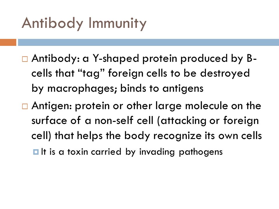 Antibody Immunity  Antibody: a Y-shaped protein produced by B- cells that tag foreign cells to be destroyed by macrophages; binds to antigens  Antigen: protein or other large molecule on the surface of a non-self cell (attacking or foreign cell) that helps the body recognize its own cells  It is a toxin carried by invading pathogens