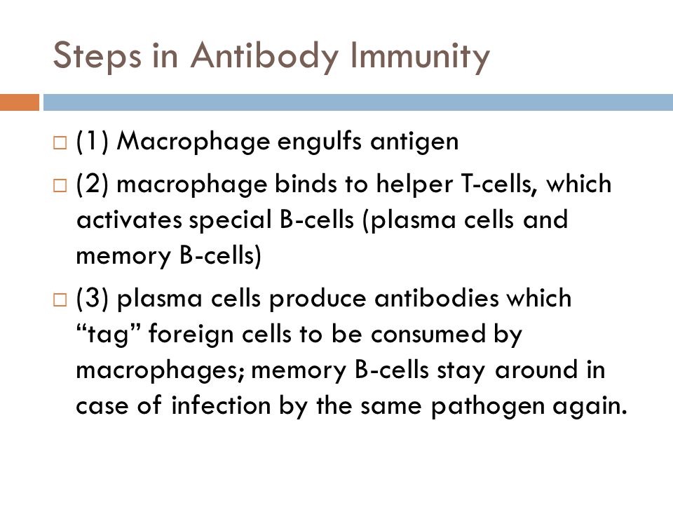 Steps in Antibody Immunity  (1) Macrophage engulfs antigen  (2) macrophage binds to helper T-cells, which activates special B-cells (plasma cells and memory B-cells)  (3) plasma cells produce antibodies which tag foreign cells to be consumed by macrophages; memory B-cells stay around in case of infection by the same pathogen again.