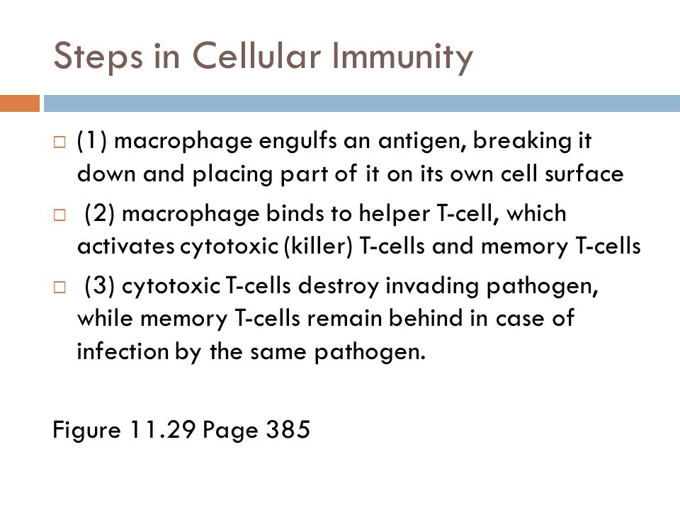 Steps in Cellular Immunity  (1) macrophage engulfs an antigen, breaking it down and placing part of it on its own cell surface  (2) macrophage binds to helper T-cell, which activates cytotoxic (killer) T-cells and memory T-cells  (3) cytotoxic T-cells destroy invading pathogen, while memory T-cells remain behind in case of infection by the same pathogen.