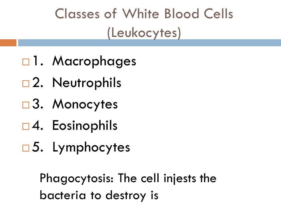 Classes of White Blood Cells (Leukocytes)  1. Macrophages  2.