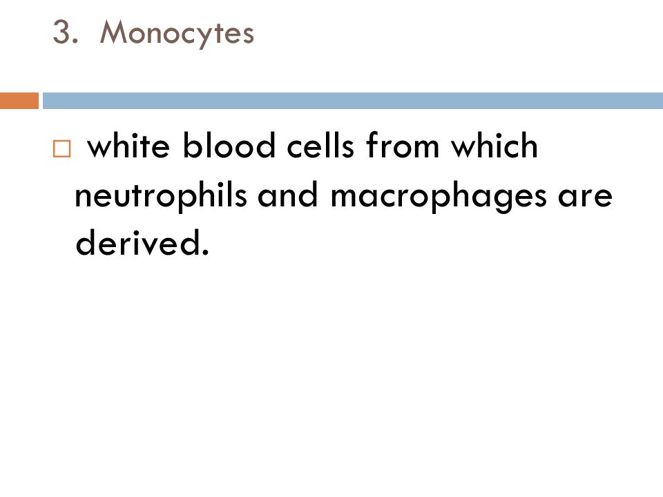 3. Monocytes  white blood cells from which neutrophils and macrophages are derived.