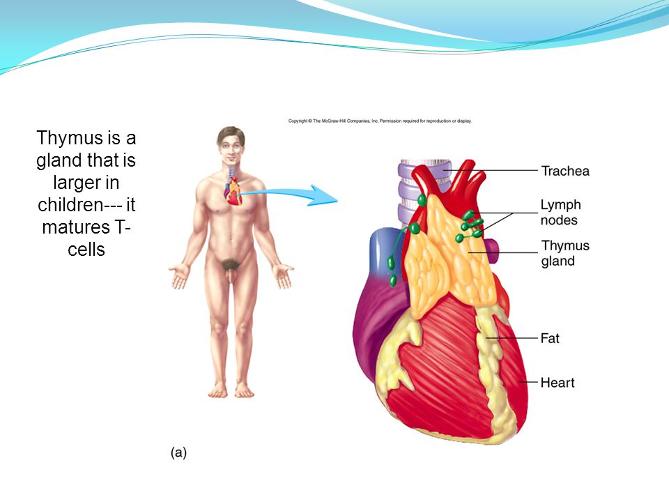 Thymus is a gland that is larger in children--- it matures T- cells