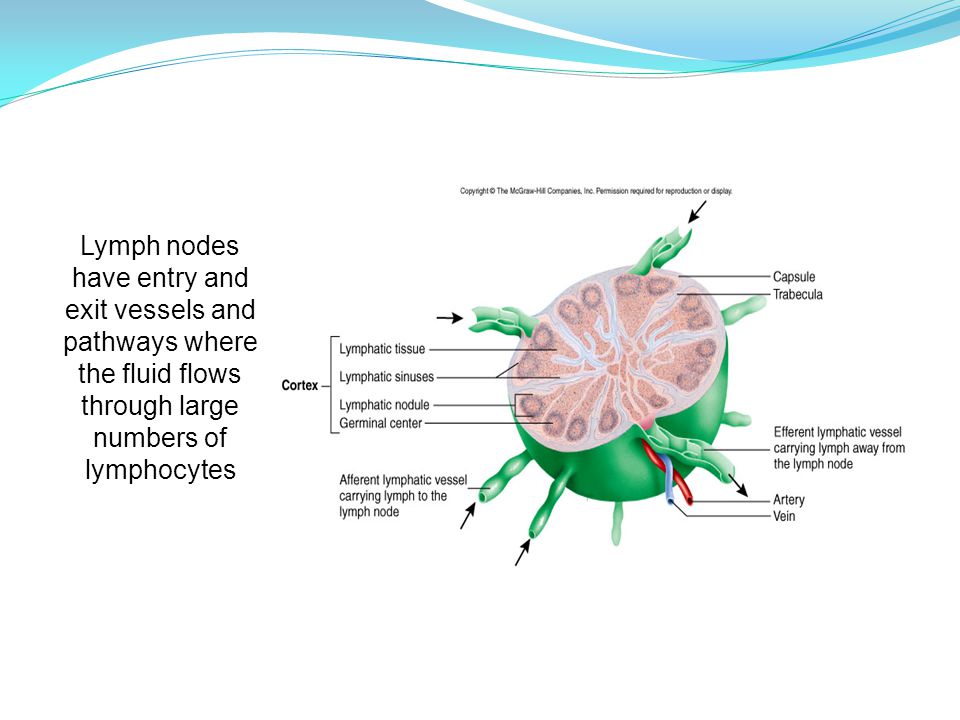 Lymph nodes have entry and exit vessels and pathways where the fluid flows through large numbers of lymphocytes