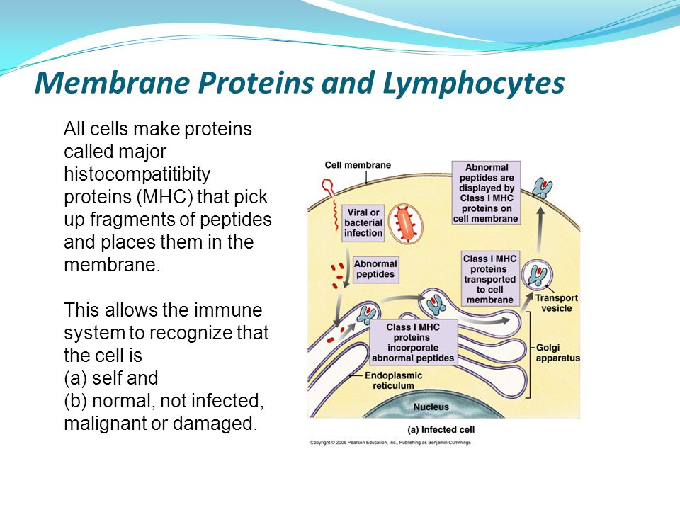 Membrane Proteins and Lymphocytes All cells make proteins called major histocompatitibity proteins (MHC) that pick up fragments of peptides and places them in the membrane.