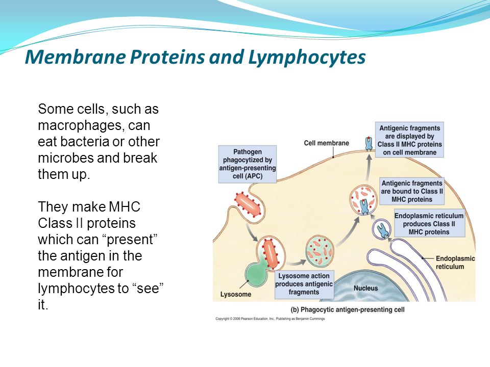 Membrane Proteins and Lymphocytes Some cells, such as macrophages, can eat bacteria or other microbes and break them up.