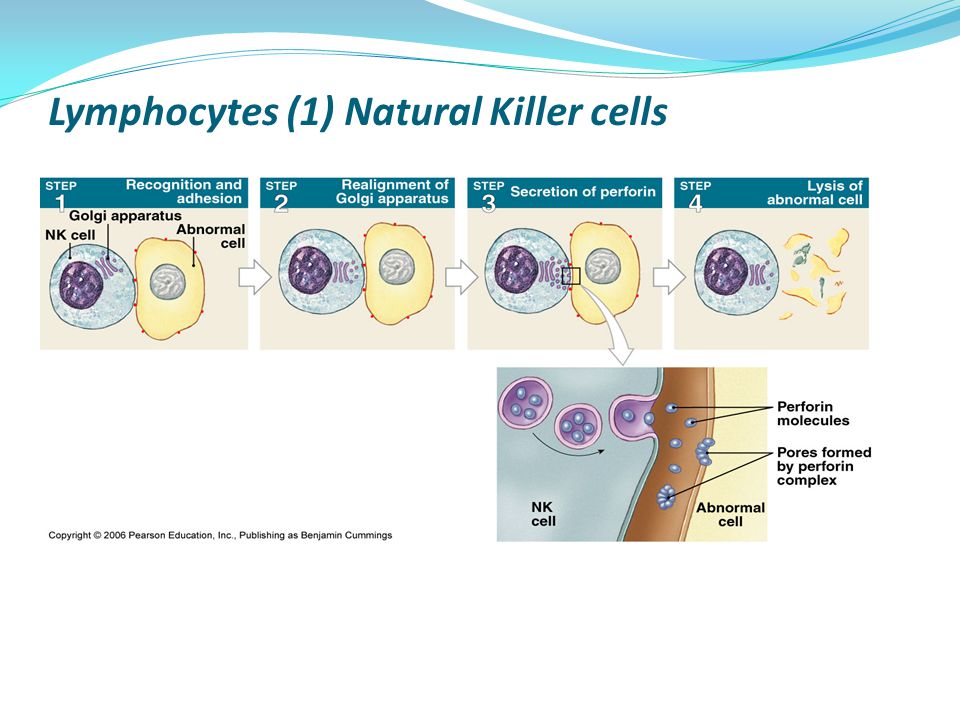 Lymphocytes (1) Natural Killer cells