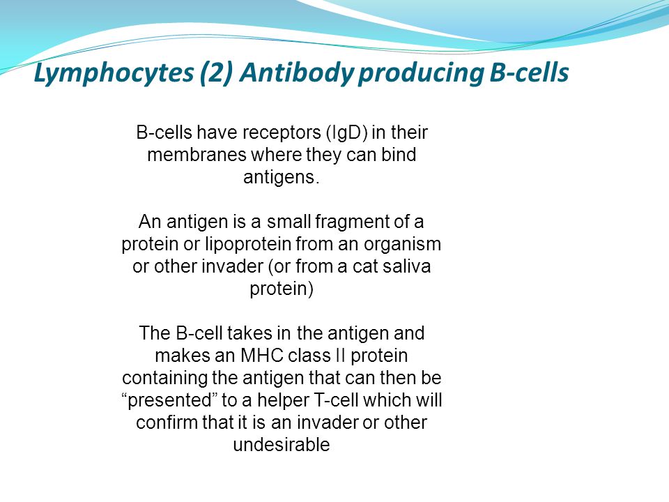 Lymphocytes (2) Antibody producing B-cells B-cells have receptors (IgD) in their membranes where they can bind antigens.