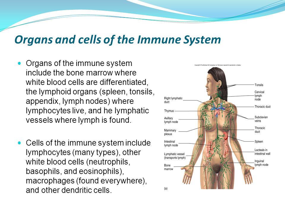 Organs and cells of the Immune System Organs of the immune system include the bone marrow where white blood cells are differentiated, the lymphoid organs (spleen, tonsils, appendix, lymph nodes) where lymphocytes live, and he lymphatic vessels where lymph is found.
