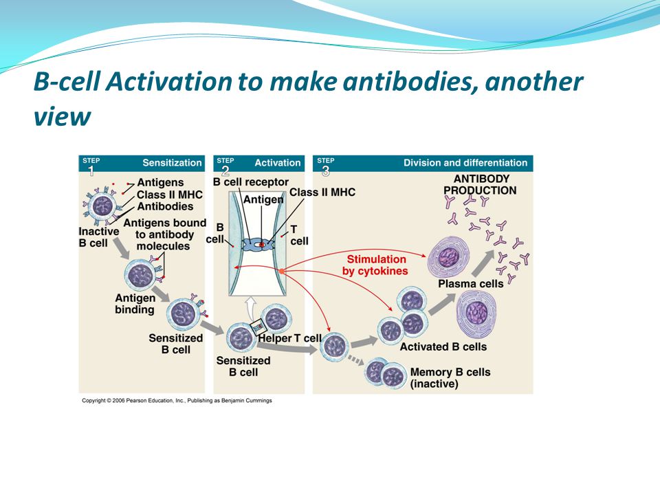 B-cell Activation to make antibodies, another view