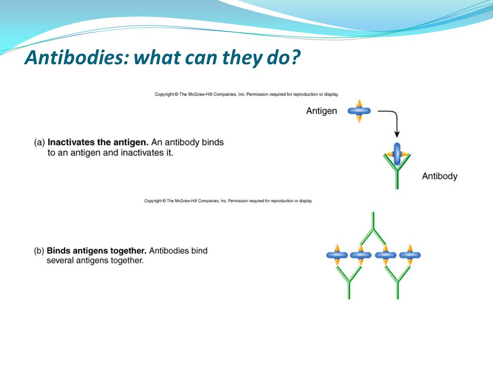 Antibodies: what can they do