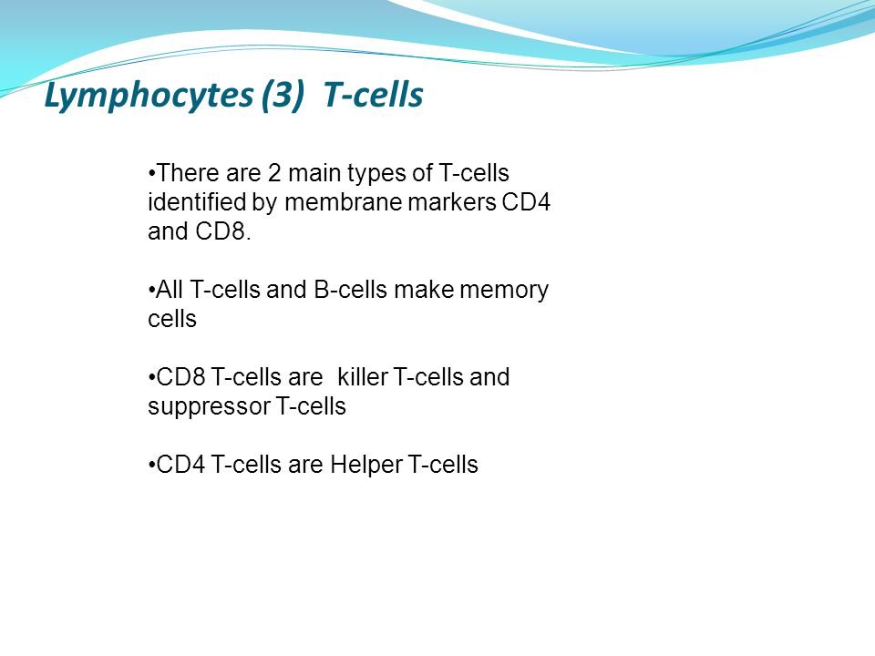 Lymphocytes (3) T-cells There are 2 main types of T-cells identified by membrane markers CD4 and CD8.