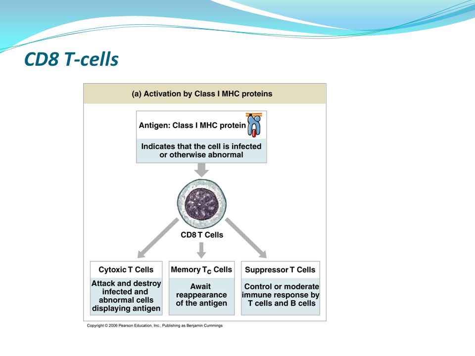 CD8 T-cells