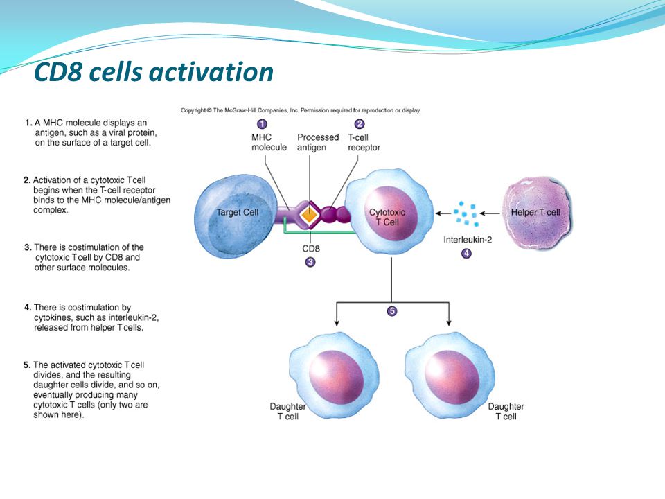 CD8 cells activation