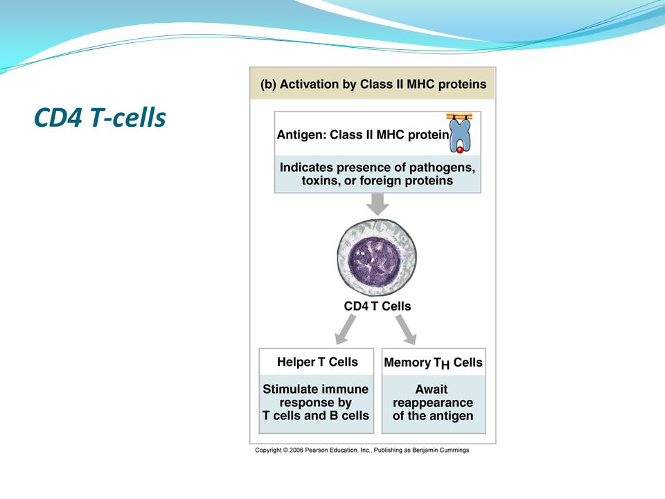 CD4 T-cells