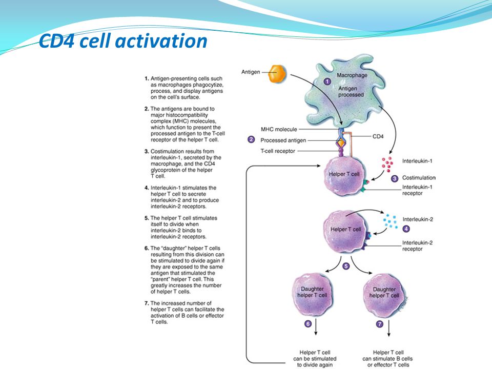 CD4 cell activation