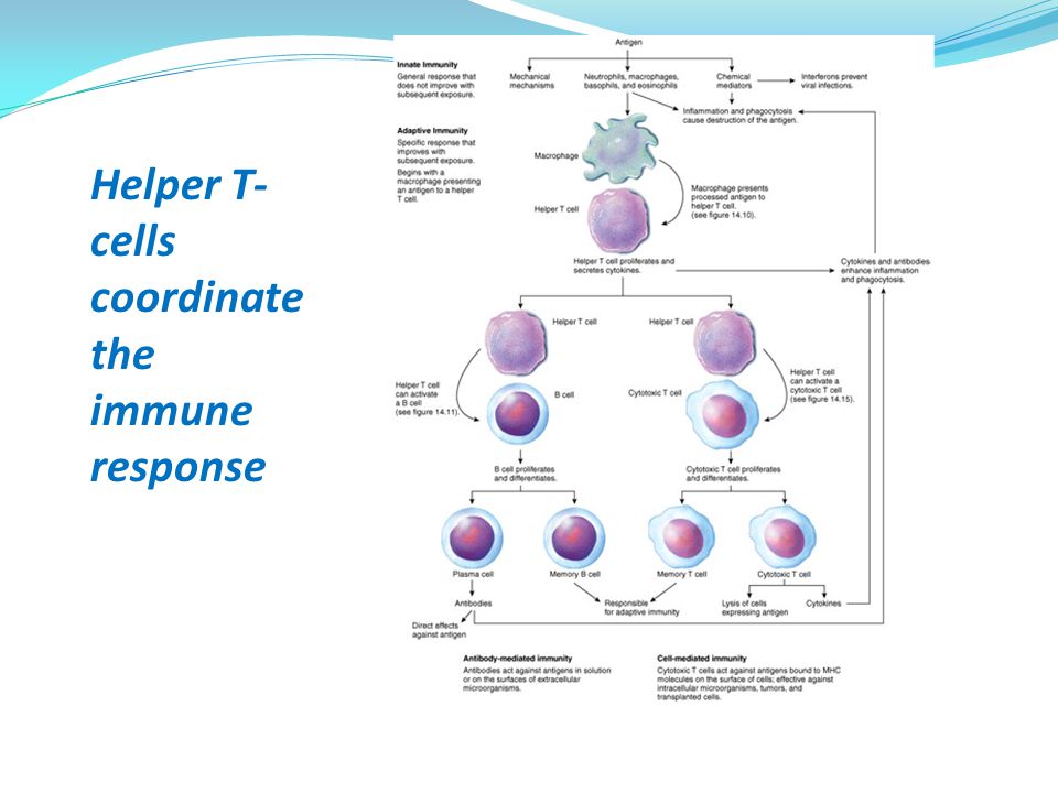 Helper T- cells coordinate the immune response
