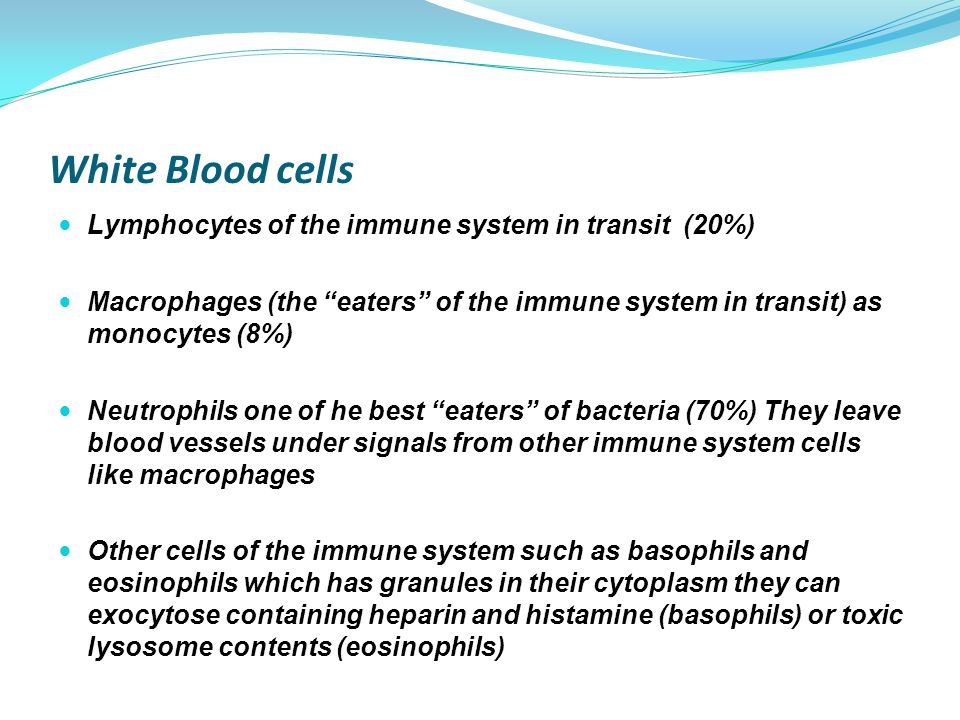 White Blood cells Lymphocytes of the immune system in transit (20%) Macrophages (the eaters of the immune system in transit) as monocytes (8%) Neutrophils one of he best eaters of bacteria (70%) They leave blood vessels under signals from other immune system cells like macrophages Other cells of the immune system such as basophils and eosinophils which has granules in their cytoplasm they can exocytose containing heparin and histamine (basophils) or toxic lysosome contents (eosinophils)
