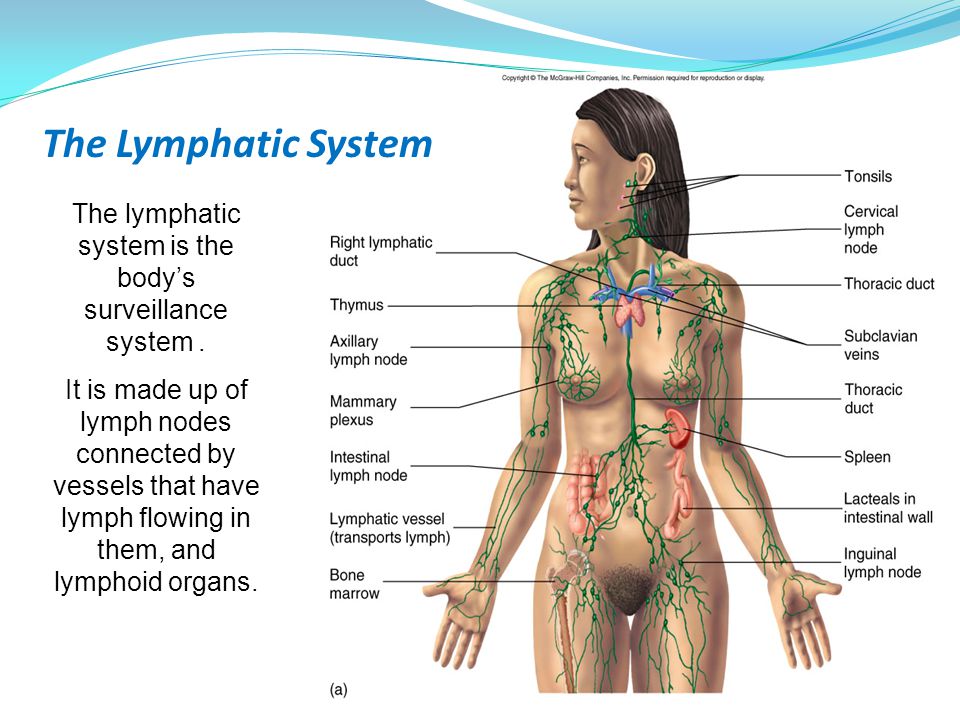 The lymphatic system is the body’s surveillance system.