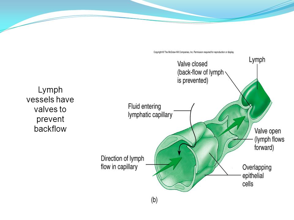 Lymph vessels have valves to prevent backflow