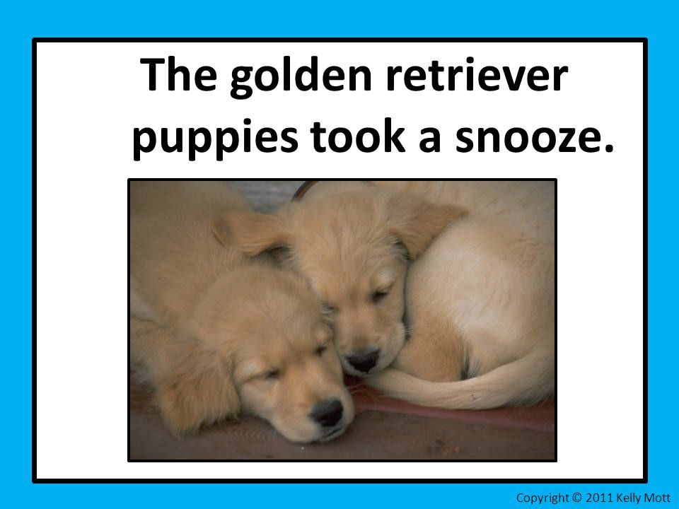 The golden retriever puppies took a snooze. Copyright © 2011 Kelly Mott