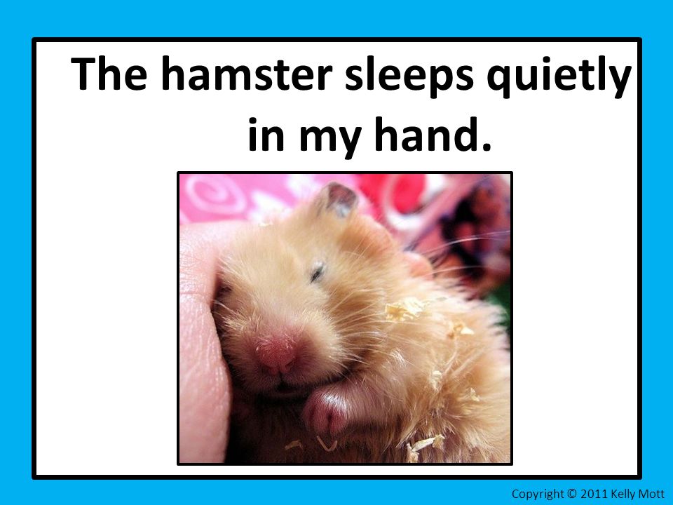 The hamster sleeps quietly in my hand. Copyright © 2011 Kelly Mott