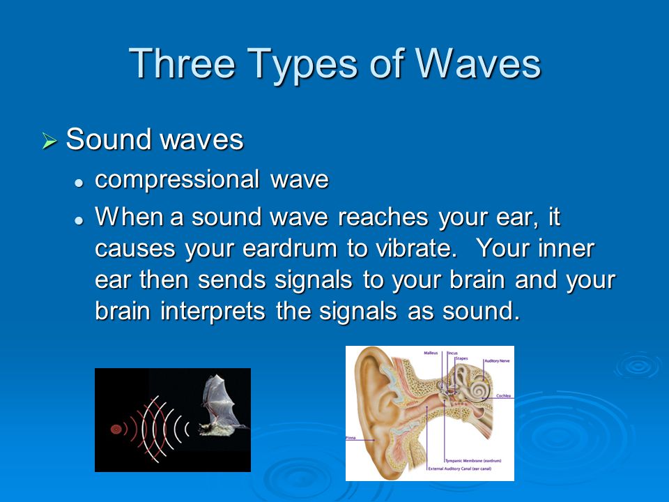 Three Types of Waves  Sound waves compressional wave compressional wave When a sound wave reaches your ear, it causes your eardrum to vibrate.
