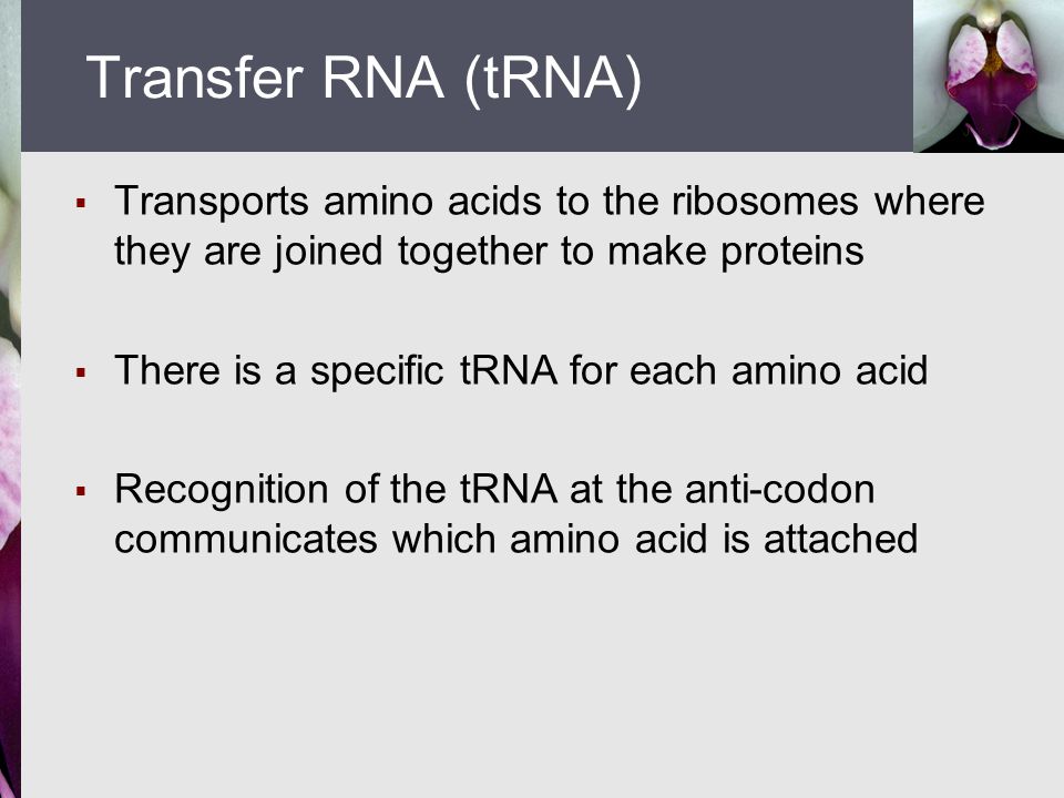 Transports amino acids to the ribosomes where they are joined together to make proteins  There is a specific tRNA for each amino acid  Recognition of the tRNA at the anti-codon communicates which amino acid is attached Transfer RNA (tRNA)