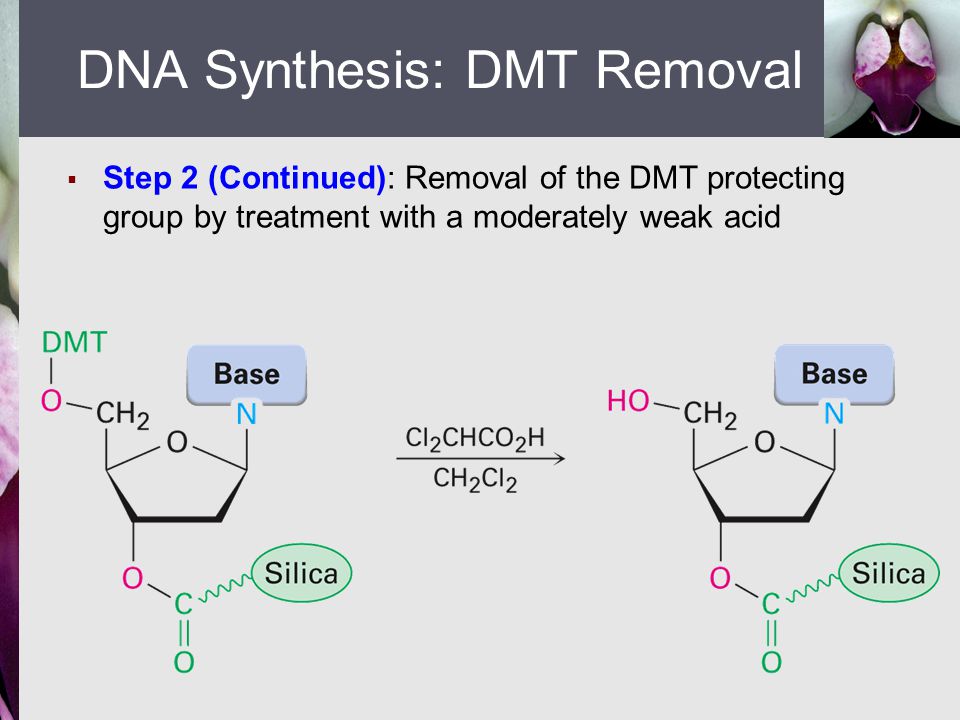  Step 2 (Continued): Removal of the DMT protecting group by treatment with a moderately weak acid DNA Synthesis: DMT Removal