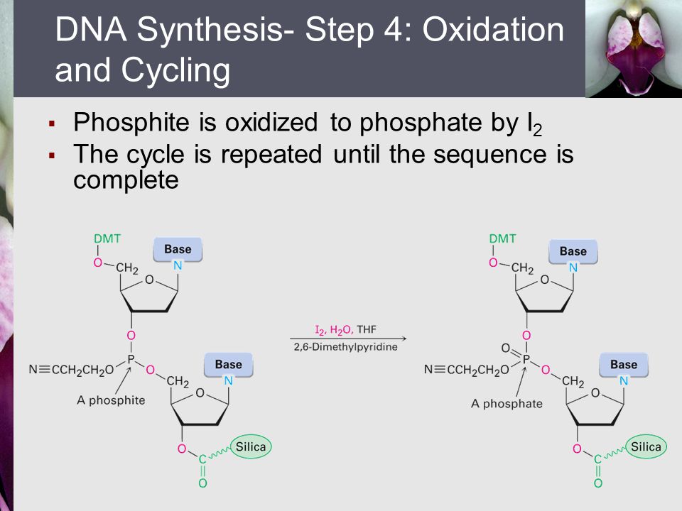  Phosphite is oxidized to phosphate by I 2  The cycle is repeated until the sequence is complete DNA Synthesis- Step 4: Oxidation and Cycling