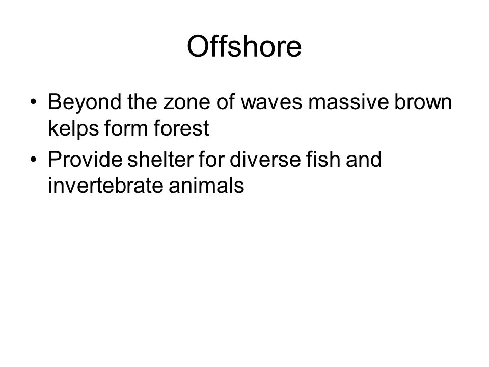 Offshore Beyond the zone of waves massive brown kelps form forest Provide shelter for diverse fish and invertebrate animals