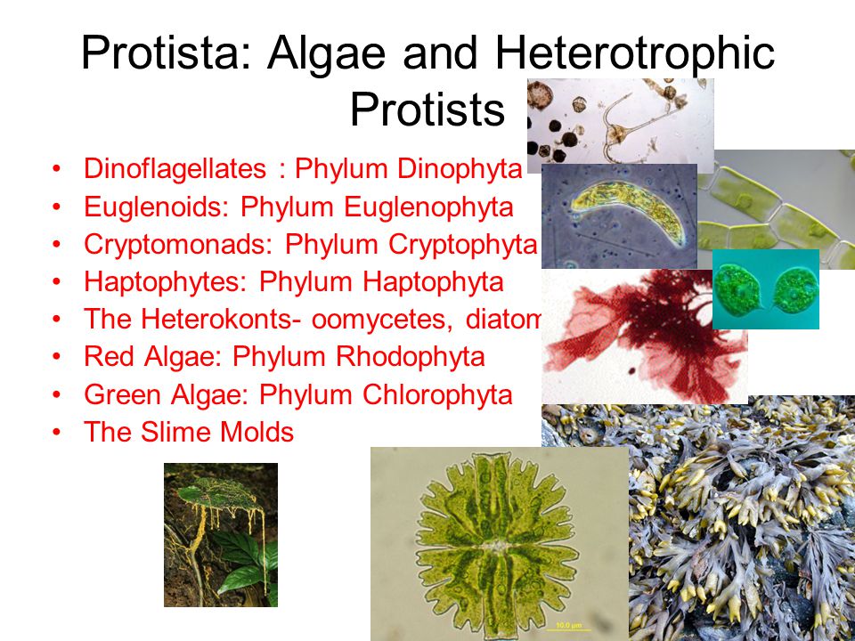 Protista: Algae and Heterotrophic Protists Dinoflagellates : Phylum Dinophyta Euglenoids: Phylum Euglenophyta Cryptomonads: Phylum Cryptophyta Haptophytes: Phylum Haptophyta The Heterokonts- oomycetes, diatoms, pyhaeophyta Red Algae: Phylum Rhodophyta Green Algae: Phylum Chlorophyta The Slime Molds