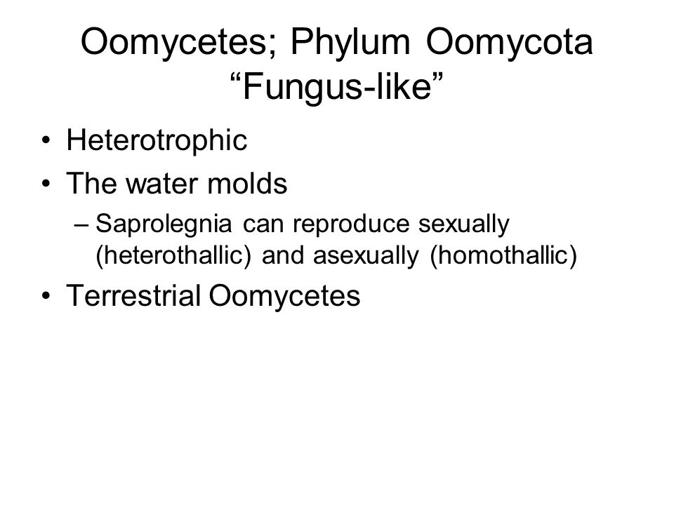 Oomycetes; Phylum Oomycota Fungus-like Heterotrophic The water molds –Saprolegnia can reproduce sexually (heterothallic) and asexually (homothallic) Terrestrial Oomycetes