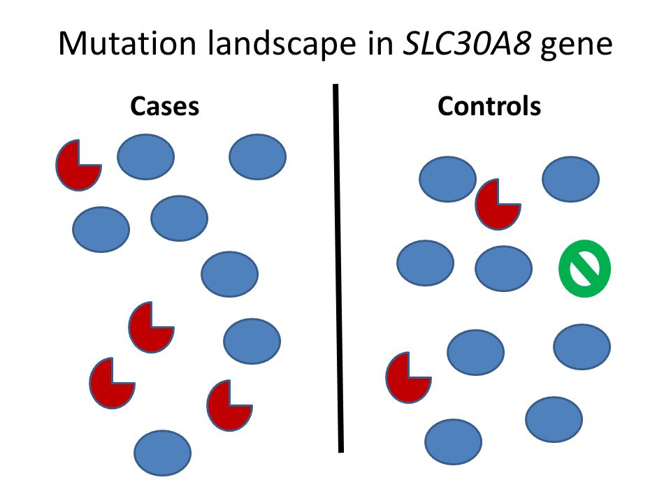 Mutation landscape in SLC30A8 gene CasesControls