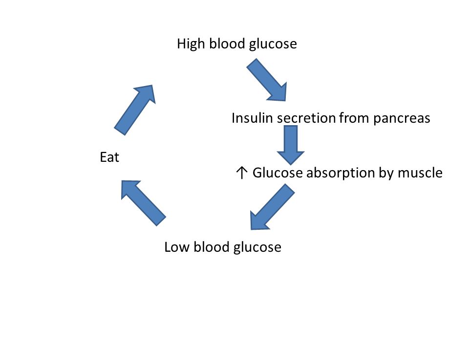 High blood glucose Insulin secretion from pancreas ↑ Glucose absorption by muscle Low blood glucose Eat