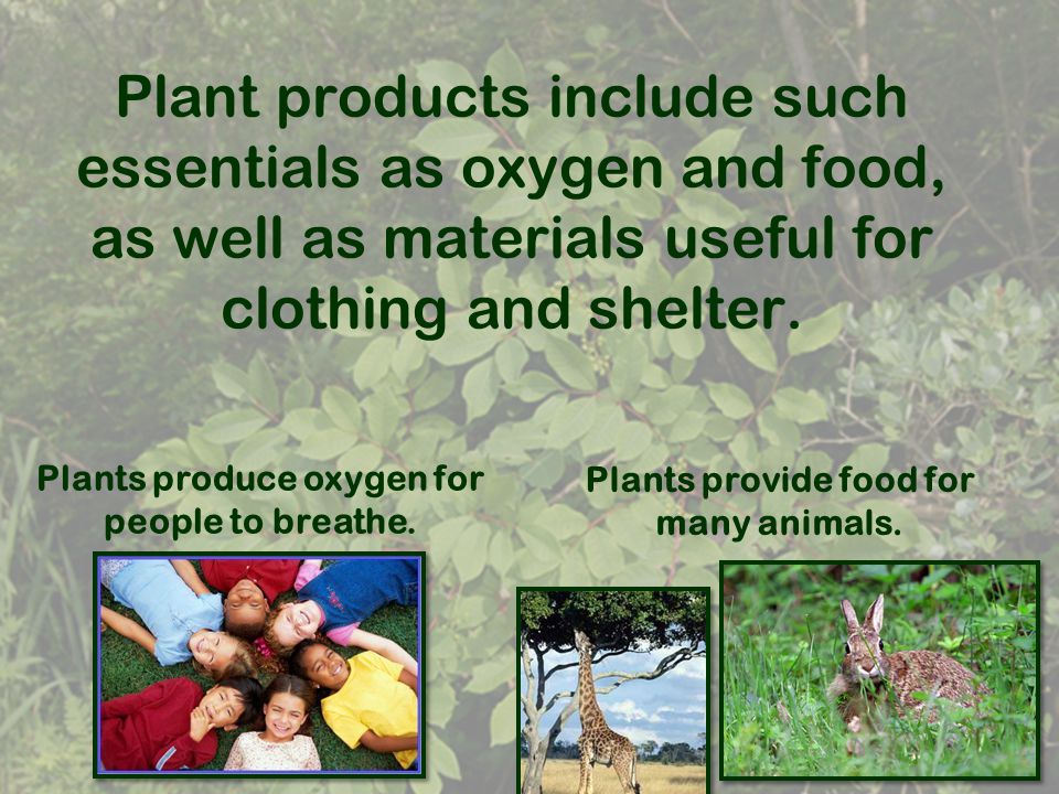 Plants and Plant Products Science SOL . Plants provide many useful  products and materials, which benefit human beings as well as other living  things. - ppt download